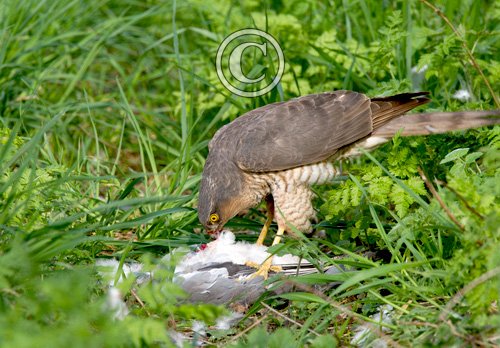Sparrow Hawk on a Wood Pigeon DM1480